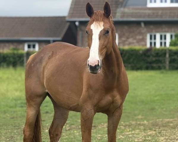 horse Festival 64 (Oldenburg, 2019, from Escamillo)