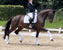dressage horse Final Countdown 18 (Westphalian, 2008, from Floresco NRW)