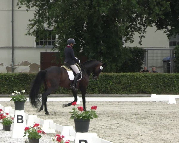 Reitturnier Neustadt/Dosse 2025