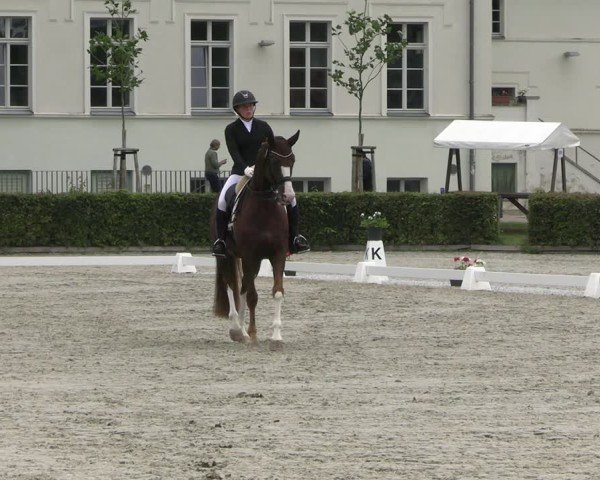 Reitturnier Neustadt/Dosse 2025