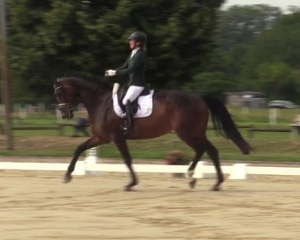 broodmare La Scolara (Hanoverian, 2009, from Scolari)