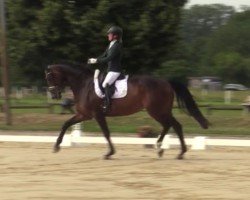 broodmare La Scolara (Hanoverian, 2009, from Scolari)