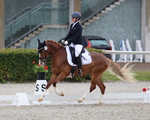 Zuchtstute Rosalie Rose (Deutsches Reitpony, 2021, von Fs Numero Uno)