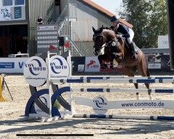 Springpferd Cabachal (Zangersheide Reitpferd, 2018, von Cornet's Fire Z)