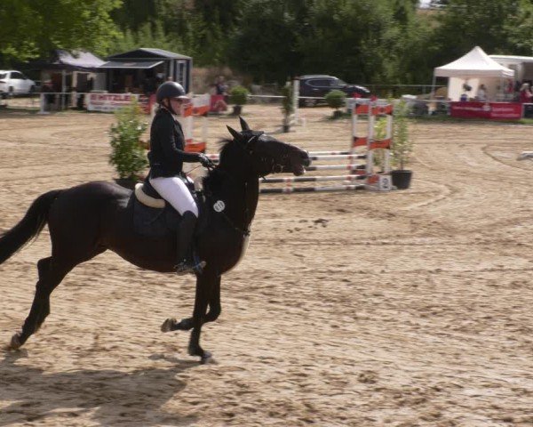 Reitturnier Heiligenwald 2025