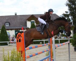 jumper Gabbana 13 (KWPN (Royal Dutch Sporthorse), 2011, from Verdi)
