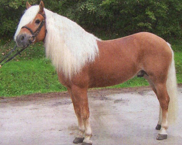 horse Steinmandl (Haflinger, 2004, from Stilist)