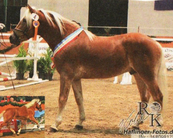 dressage horse Andinari (Haflinger, 2001, from Amsterdam)