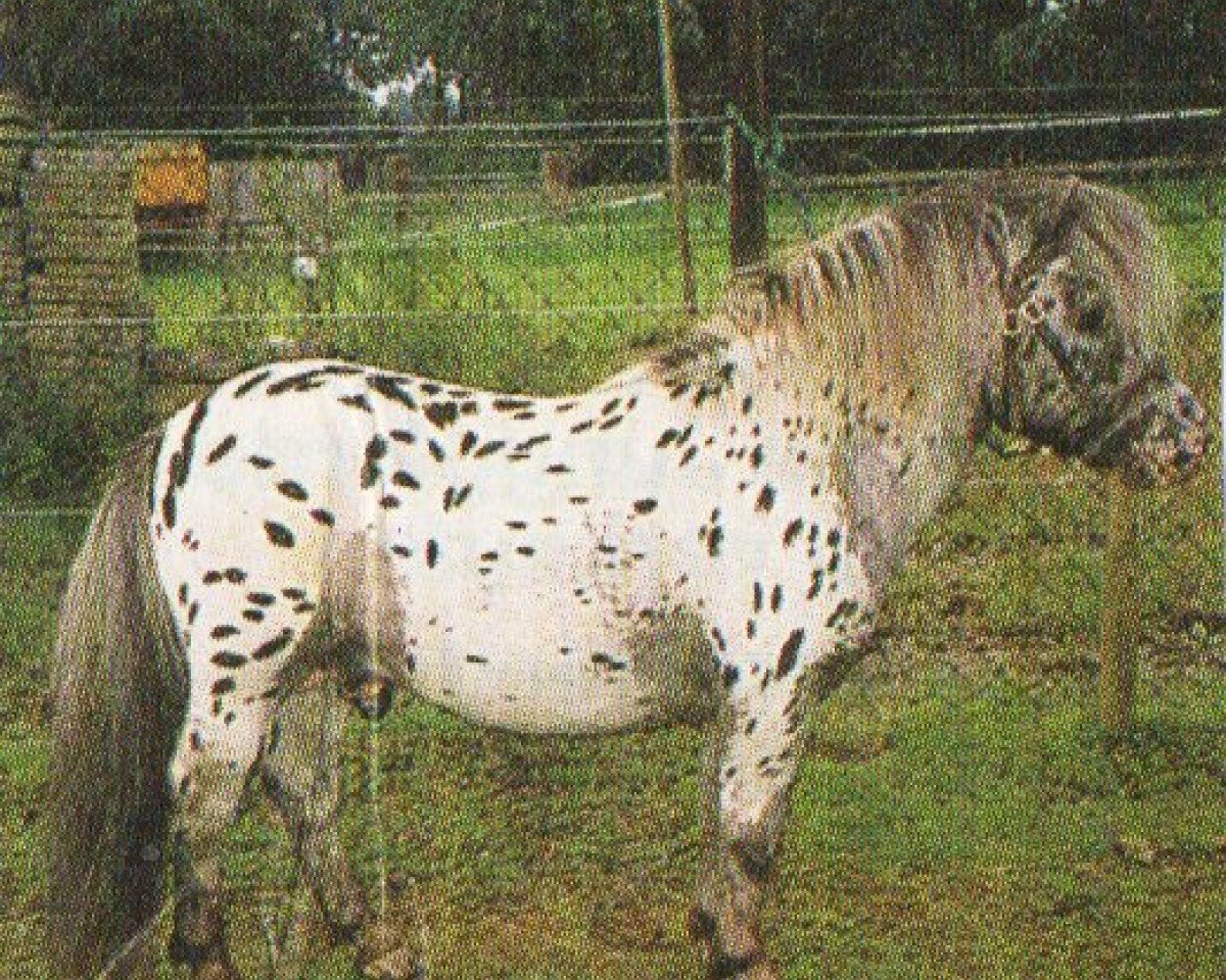 stallion Kerswell Cassanova (British Spotted Pony, 1992, from Wantsley Camelot)