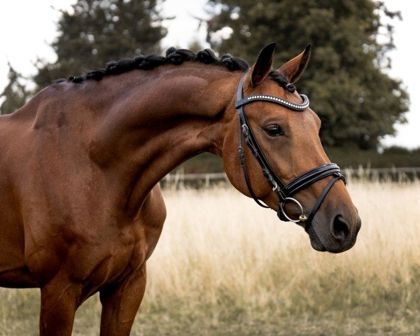 dressage horse Fitzroy Caledonia (Oldenburg, 2019, from Franklin)