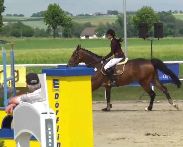 Großes Langenauer Reitturnier 2014