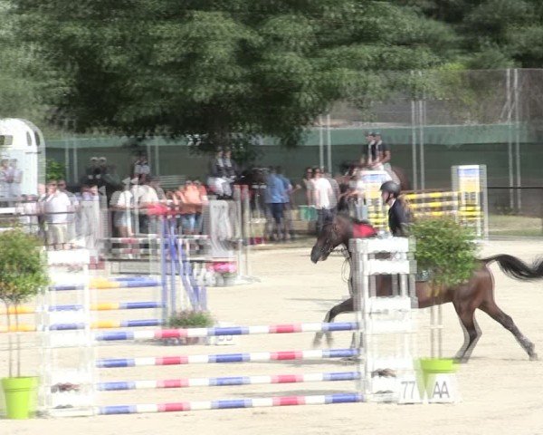 Reitturnier Würzburg/Ufr. 2025