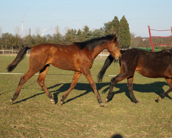 horse Valentino (Hanoverian, 2020, from Vivino)