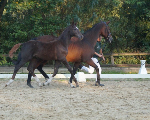 dressage horse Evolution FH (Rhinelander, 2015, from Enzo Ferrari)