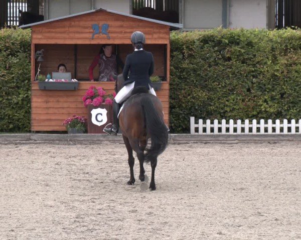 Reitturnier Gerasdorf 2025