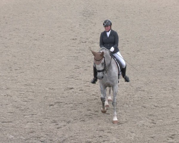 Reitturnier Gerasdorf 2025