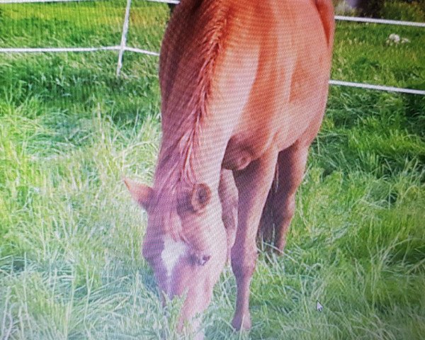 Pferd Wichita 109 (Hessisches Warmblut, 1995, von Wolkenstein I)