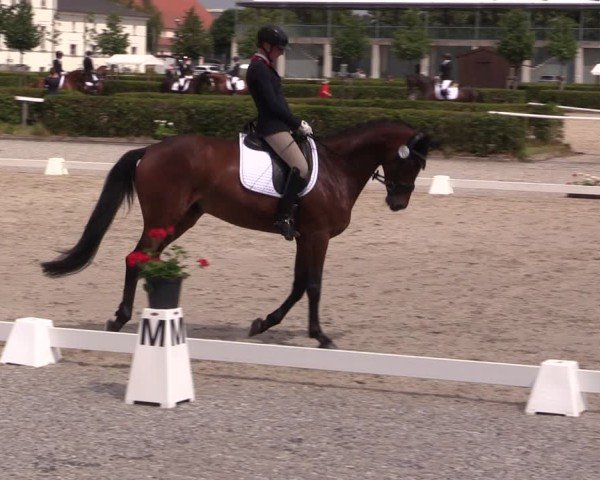 Reitturnier Neustadt/Dosse 2025