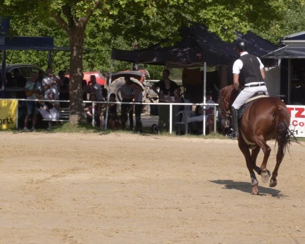 Reitturnier Heiligenwald 2025