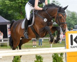 broodmare Charleen 33 (Rhinelander, 2008, from Cassini Boy Junior)