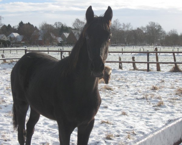 horse Adana (Trakehner, 2016, from Schwarzgold)