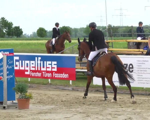 Großes Langenauer Reitturnier 2014