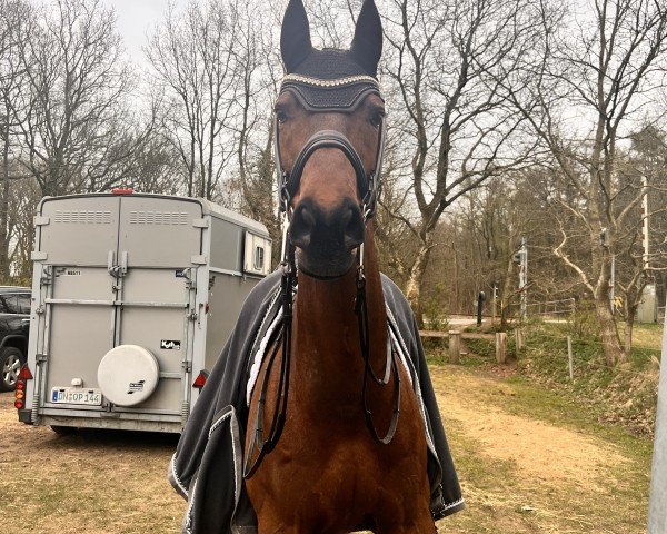 dressage horse Lamito 3 (Hanoverian, 2014, from Lemony's Nicket)