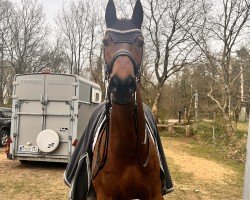 dressage horse Lamito 3 (Hanoverian, 2014, from Lemony's Nicket)
