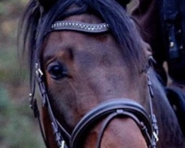 Springpferd Charakterstark (Deutsches Sportpferd, 2016, von Celencio)