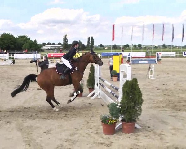 Großes Langenauer Reitturnier 2014