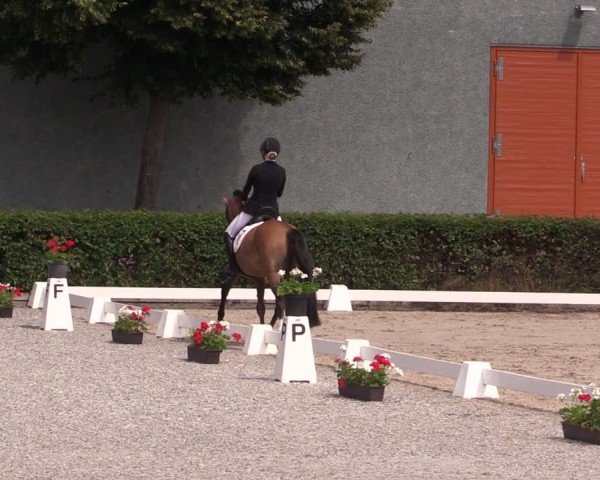 Reitturnier Neustadt/Dosse 2025
