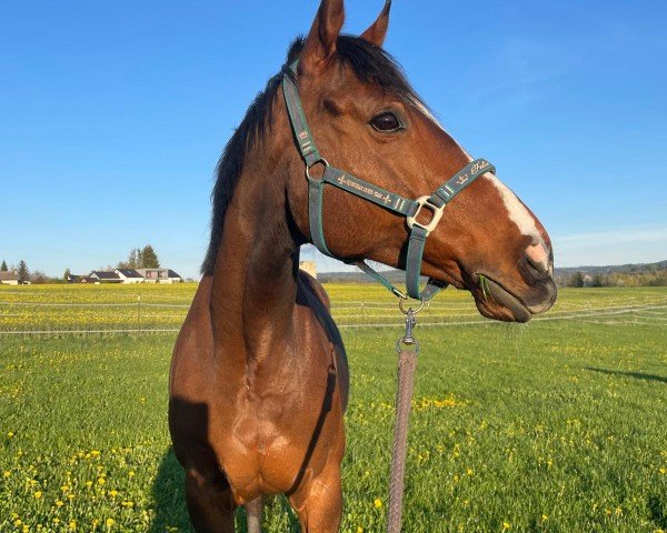horse Hurricane Sun (Thoroughbred, 2017, from Maxios xx)