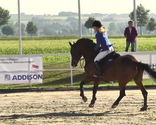 Großes Langenauer Reitturnier 2014