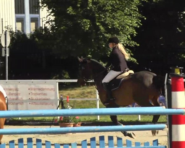 Großes Langenauer Reitturnier 2014