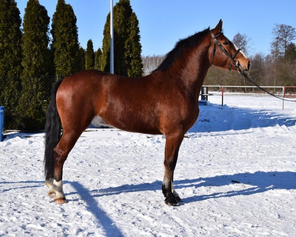 Pferd Piorun (Polnisches Warmblut, 2018, von Szafir) Pferd Piorun (Polnisches Warmblut, 2018, von Szafir)