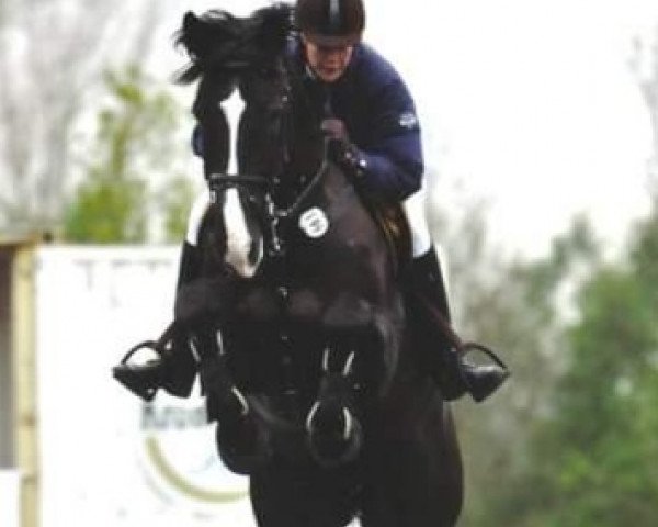 broodmare Metaxa S (Sachse, 1998, from Renard)