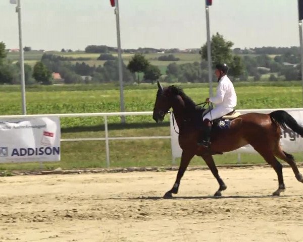 Großes Langenauer Reitturnier 2014