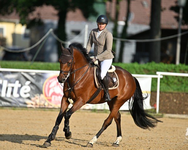 Springpferd Feature Z (Zangersheide Reitpferd, 2021, von Firkov du Rouet)