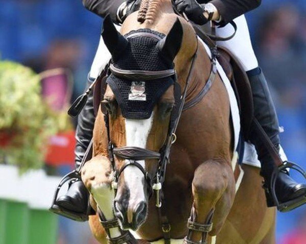 jumper Firkov du Rouet (KWPN (Royal Dutch Sporthorse), 2010, from Baloubet du Rouet)