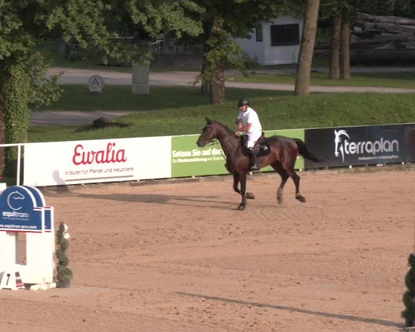 Reitturnier Stadl-Paura 2025