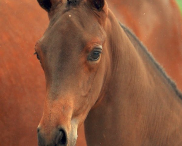 horse Khan la Perle (KWPN (Royal Dutch Sporthorse), 2015, from Rousseau)