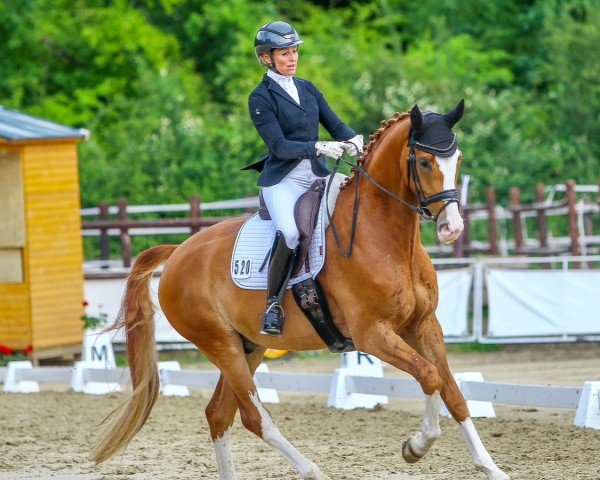 horse Silas 264 (Westphalian, 2020, from Sir Heinrich OLD)