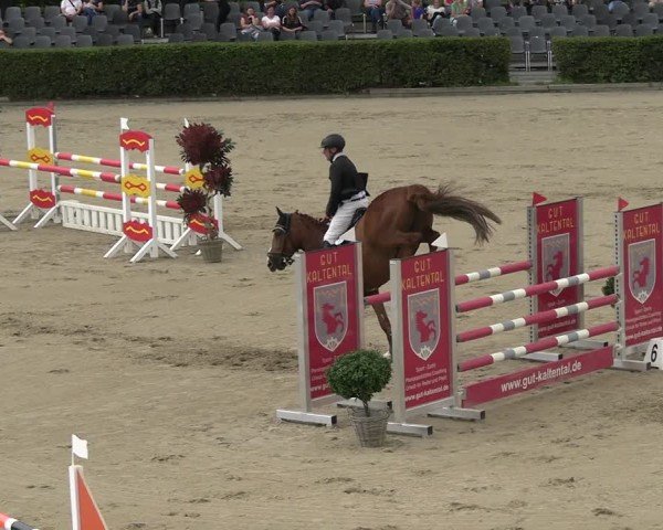 Reitturnier Neustadt/Dosse 2025