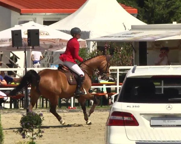 Großes Langenauer Reitturnier 2014