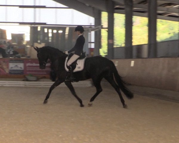 Dressurpferd For my Soul (Rheinländer, 2011, von Fürstenball)