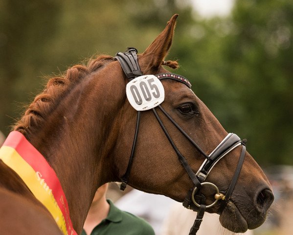 Zuchtstute Rouge Royal (Westfale, 2002, von Rubin Royal OLD) Zuchtstute Rouge Royal (Westfale, 2002, von Rubin Royal OLD)