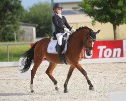 dressage horse Bingo P.p. (Polish Pony, 2005, from Bonetto D)