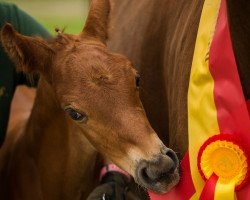 stallion Flirty Romance (Westphalian, 2017, from For Romance I)
