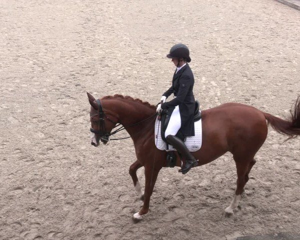 Reitturnier Gerasdorf 2025