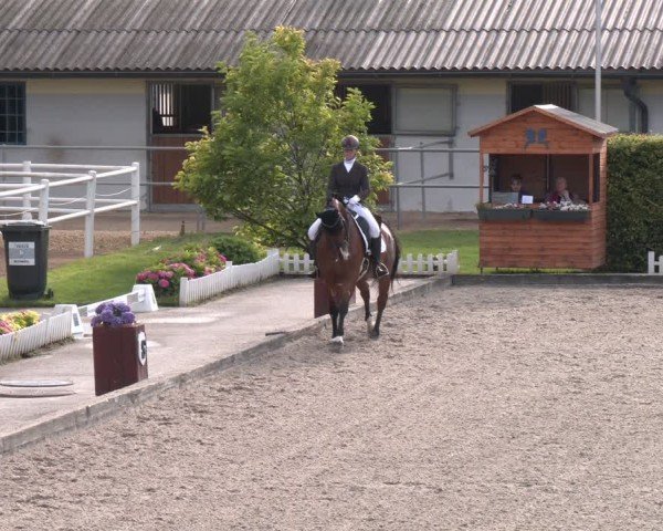 Reitturnier Gerasdorf 2025